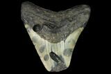 Bargain, Fossil Megalodon Tooth - North Carolina #124827-1